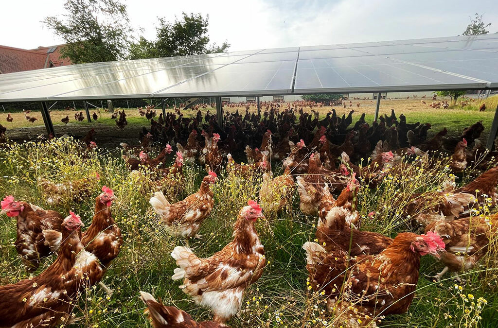 Agri-Photovoltaik mit Hühnerhaltung