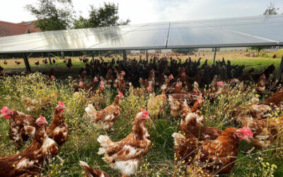 Agri-Photovoltaik mit Hühnerhaltung